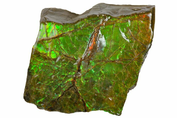 Iridescent Ammolite (Fossil Ammonite Shell) - Alberta, Canada #162373